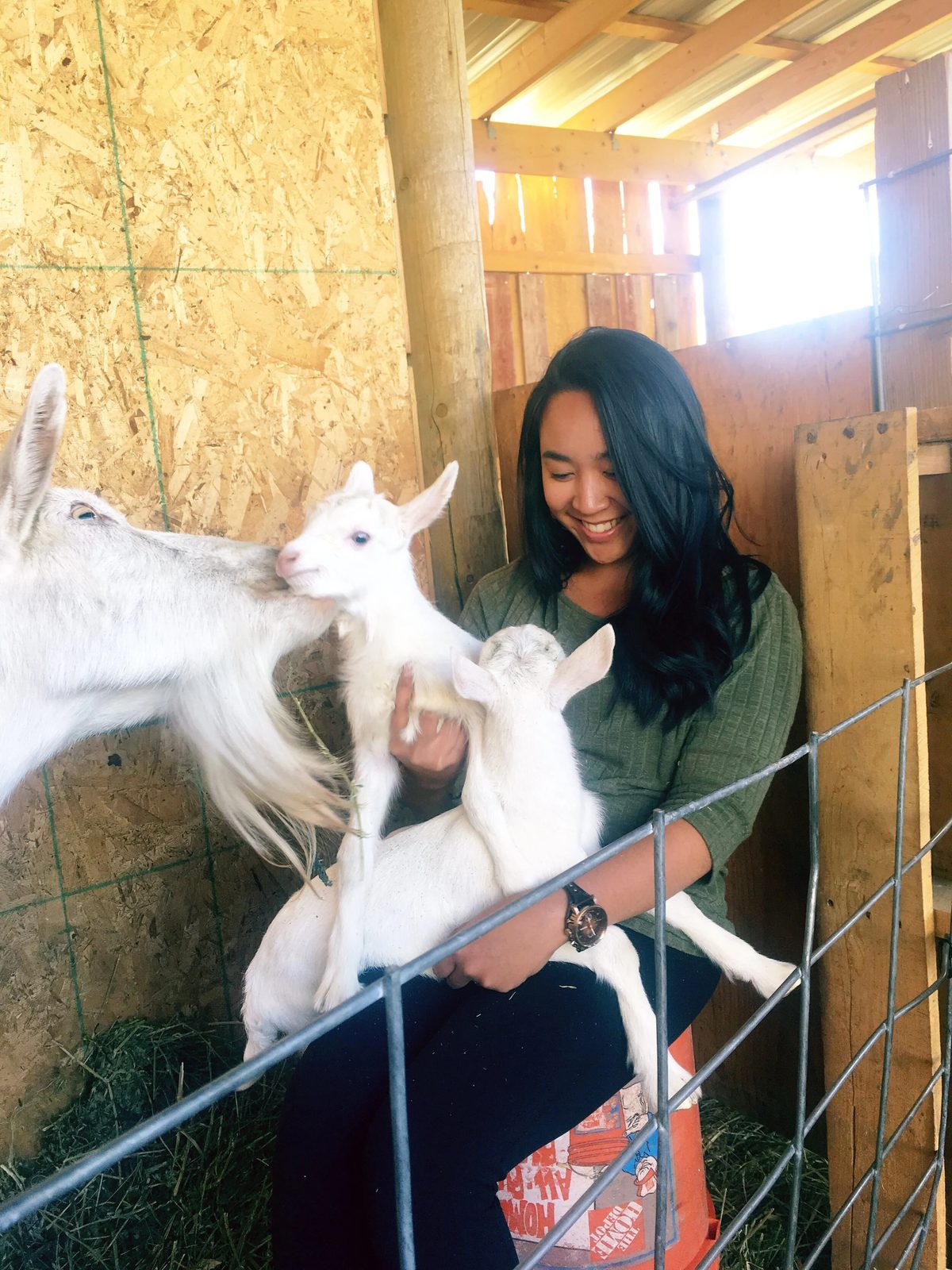 Two newborn goat kids curled in the straw