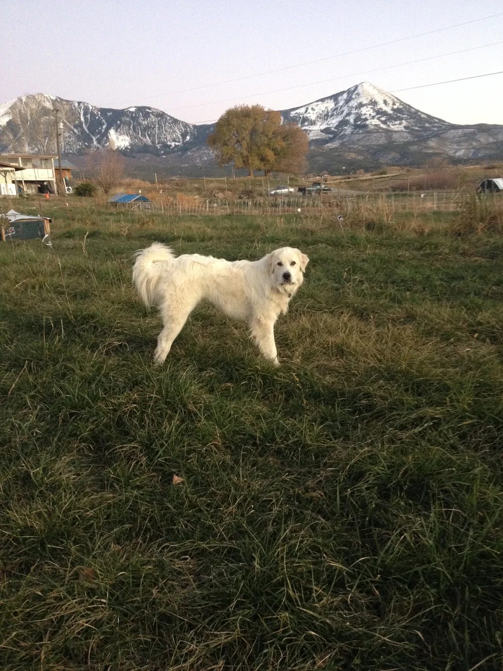 Chewy standing out in the pasture at dusk, the snow-covered West Elks behind the farm