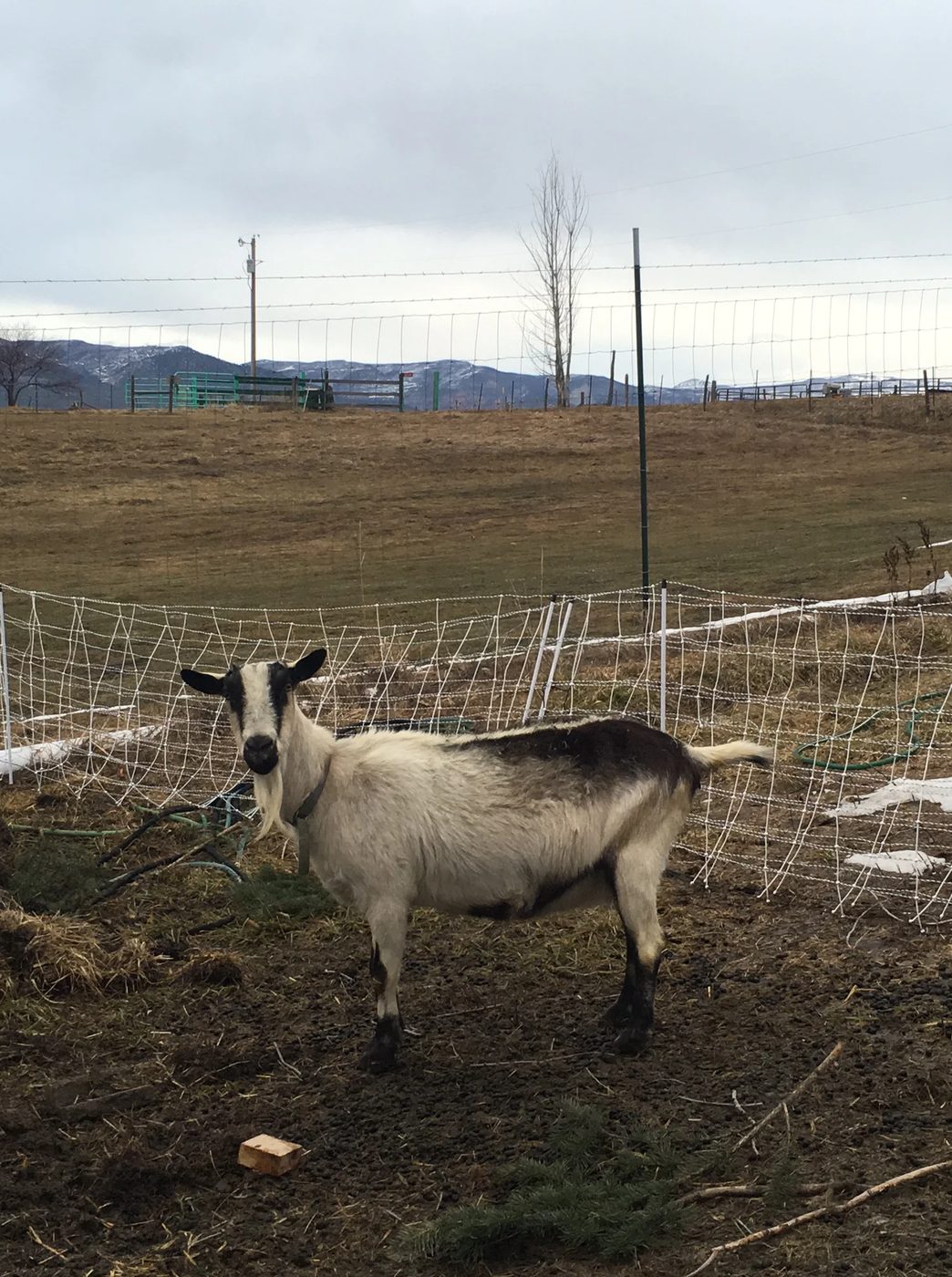A doe standing inside the electric netting, a bare cottonwood and the hills behind her
