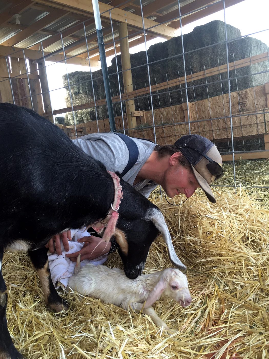 Kneeling with a towel beside a newborn kid in the straw, hay stacked to the rafters behind