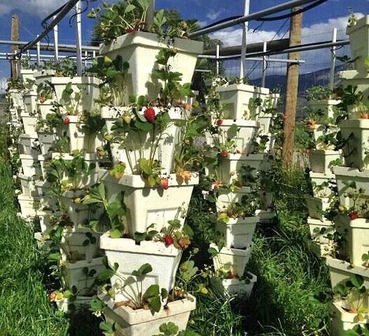 Rows of white stacked tower planters in full leaf, ripe strawberries hanging from every tier