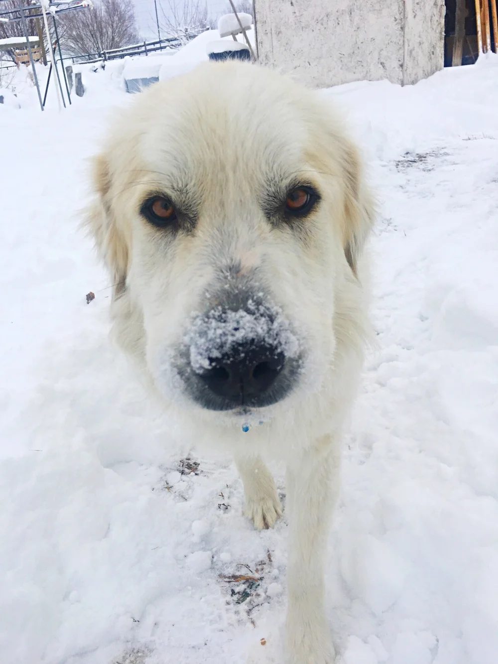 Chewy the Great Pyrenees close up in the snow, his nose dusted white