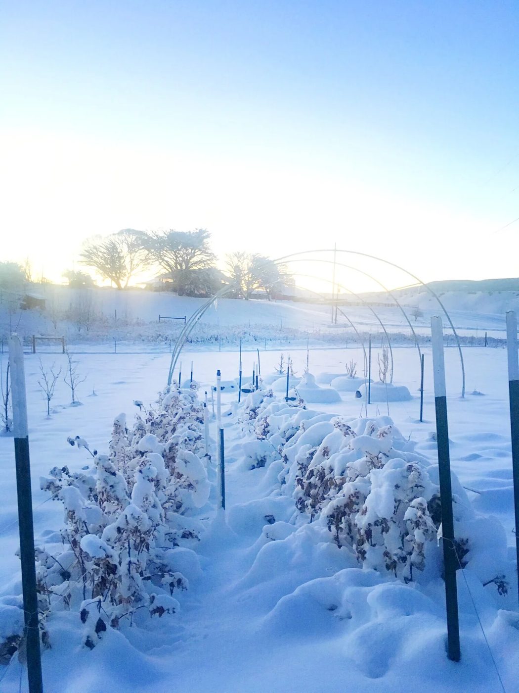 The garden under deep snow at sunrise, bare hoop frames arching over rows of dried plants bent beneath the drifts